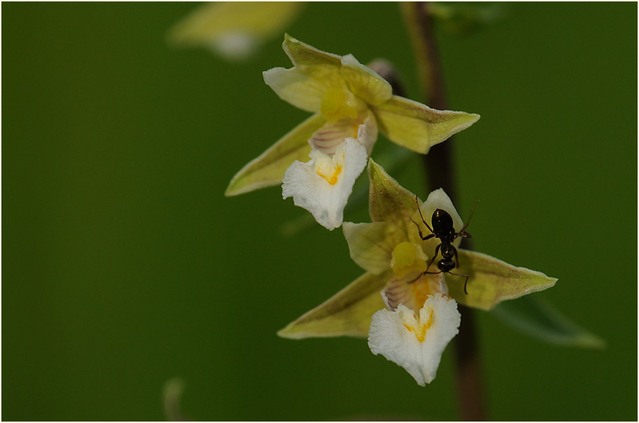 Ameise auf einer Blüte der Sumpfstendelwurz