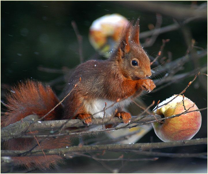 Eichhörnchen genießt Apfel