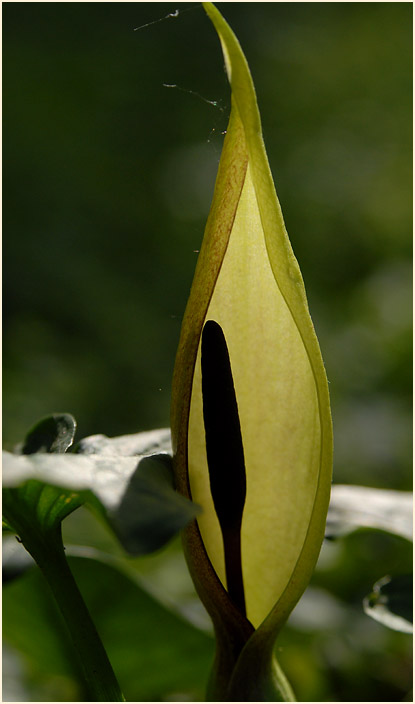 Aronstab (Arum maculatum)