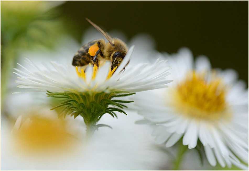 Biene auf Aster
