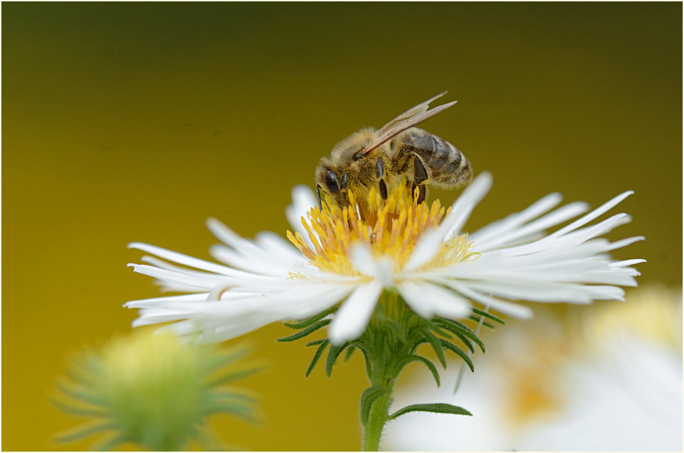 Biene auf Aster