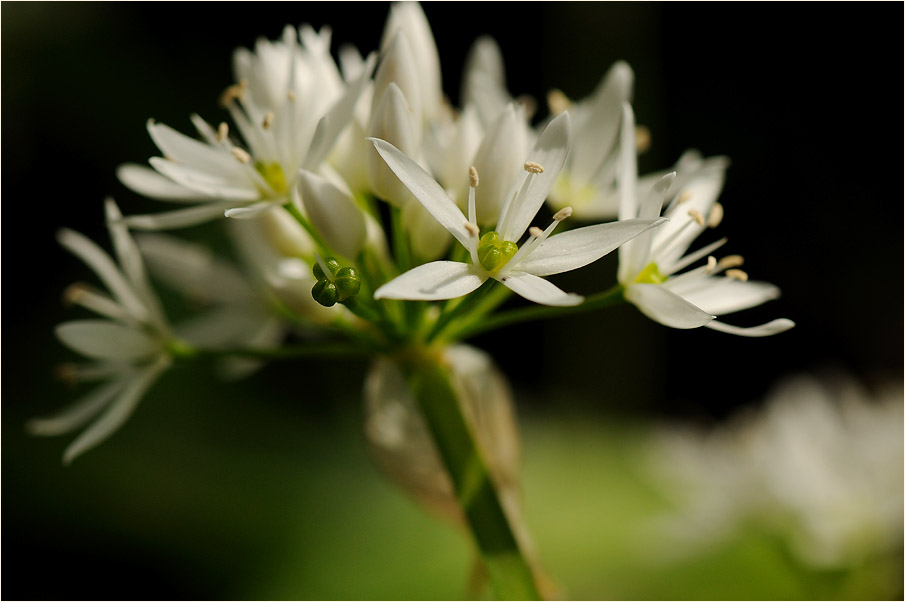 Bär-Lauch (Allium ursinum)