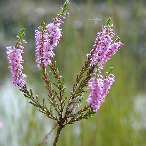 Heide, Besenheide (Calluna vulgaris)
