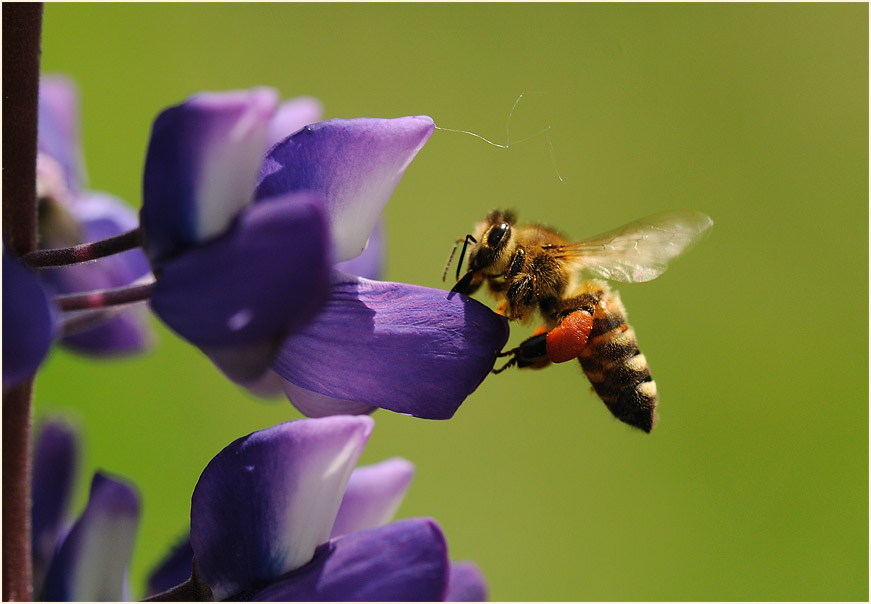 Biene auf Lupine