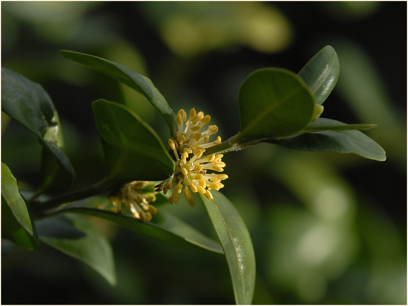 Buchsbaum (Buxus sempervirens)