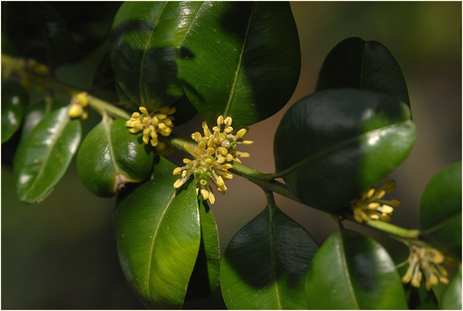 Buchsbaum (Buxus sempervirens)