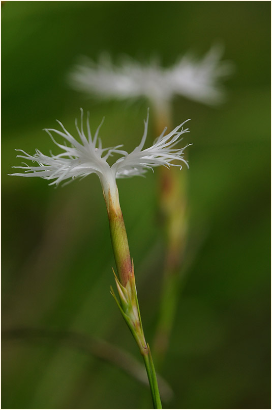 Federnelke (Dianthus plumarius)
