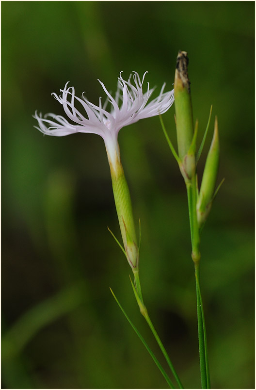 Federnelke (Dianthus plumarius)