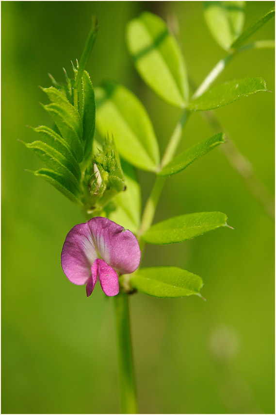 Futterwicke (Vicia sativa)