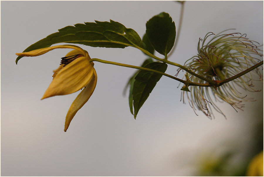 Goldwaldrebe (Clematis tangutica)