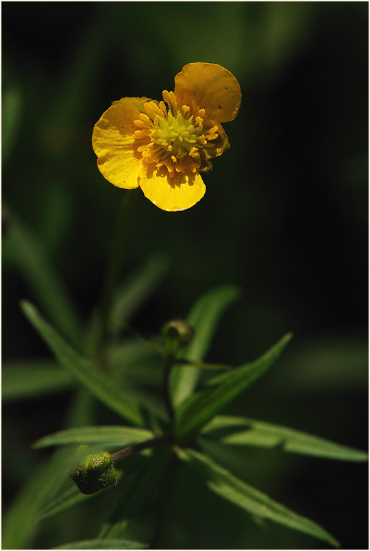 Gold-Hahnenfuß (Ranunculus auricomus agg.)
