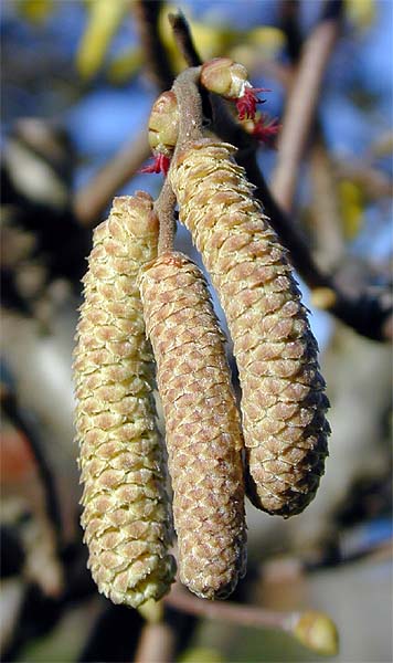 Haselnuß (Corylus avellana)