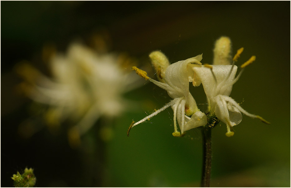 Heckenkirsche (Lonicera xylosteum)
