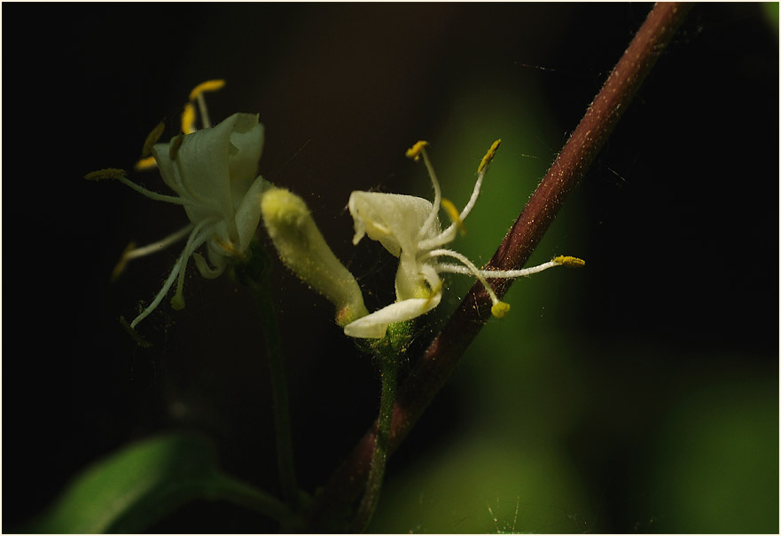 Heckenkirsche (Lonicera xylosteum)