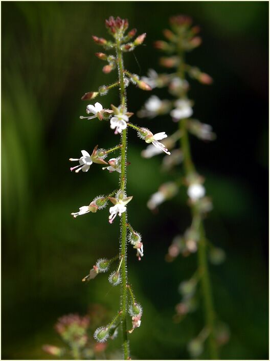 Hexenkraut (Circaea lutetiana)