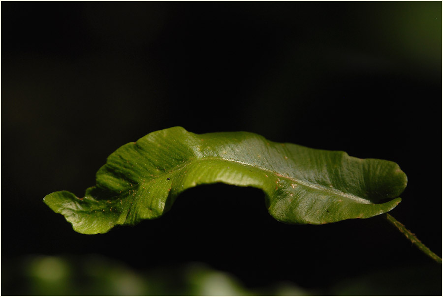 Hirschzungenfarn (Asplenium scolopendrium)