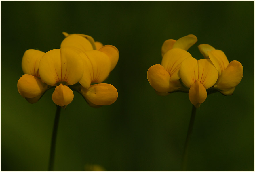 Hornklee (Lotus corniculatus)