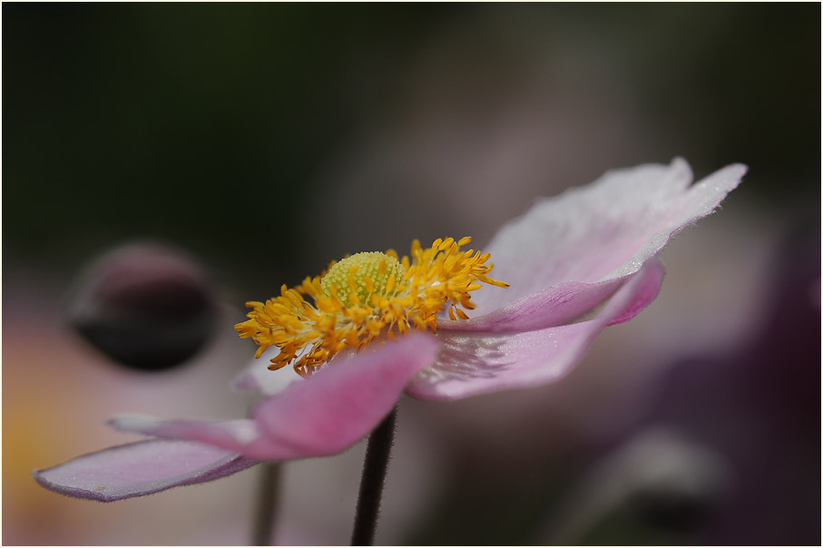 Japananemone (Anemone hupehensis)