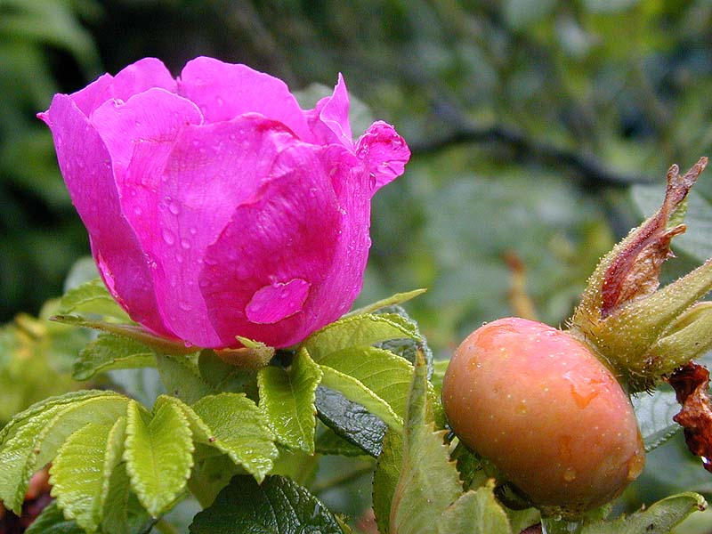 Kartoffelrose (Rosa rugosa)