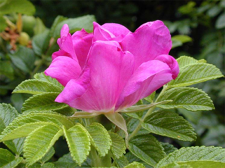 Kartoffelrose (Rosa rugosa)