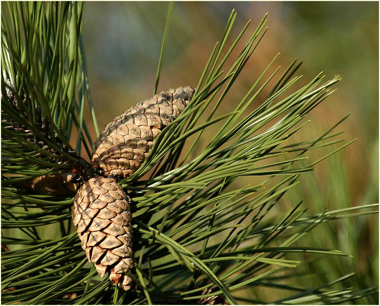 Kiefer (Pinus silvestris)