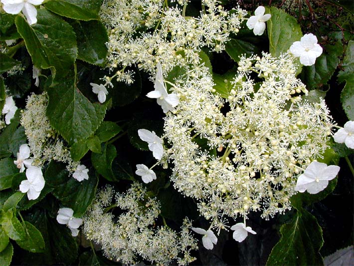 Kletterhortensie (Hydrangea anomala ssp. petiolaris)