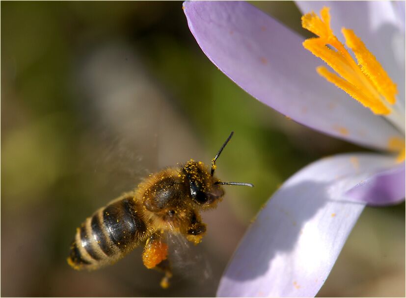 Krokus (Crocus) mit Biene