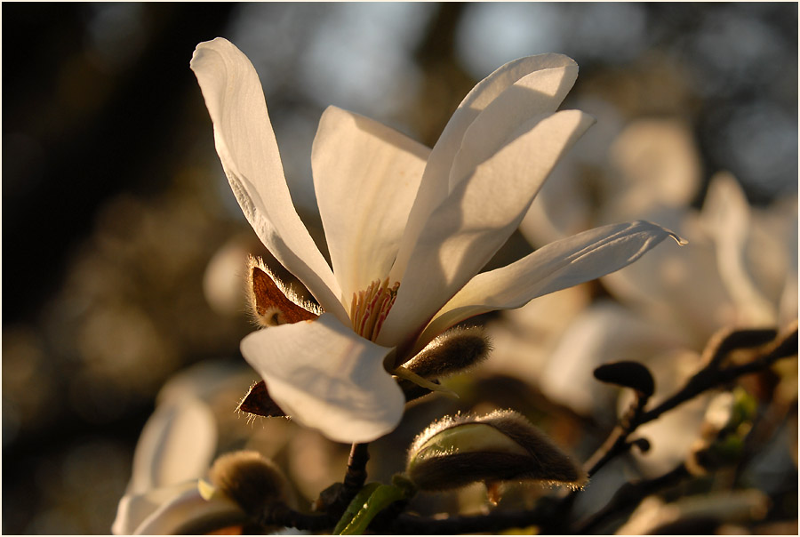Magnolie (Magnolia)