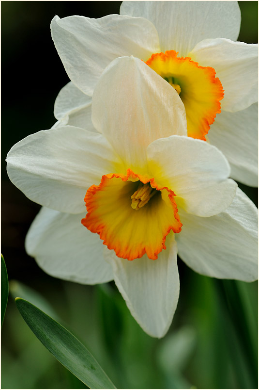 Narzisse (Narcissus)