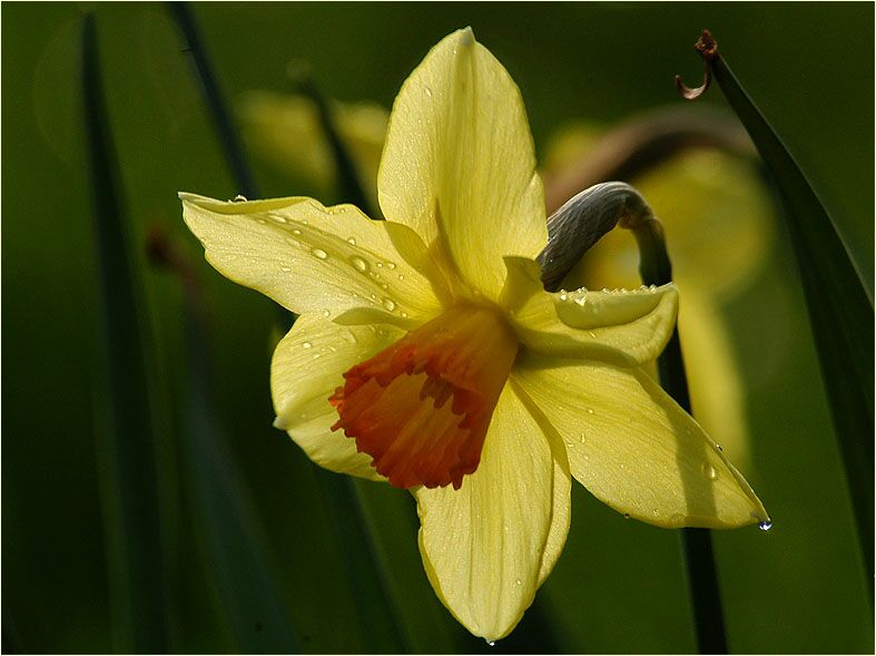Narzisse (Narcissus)