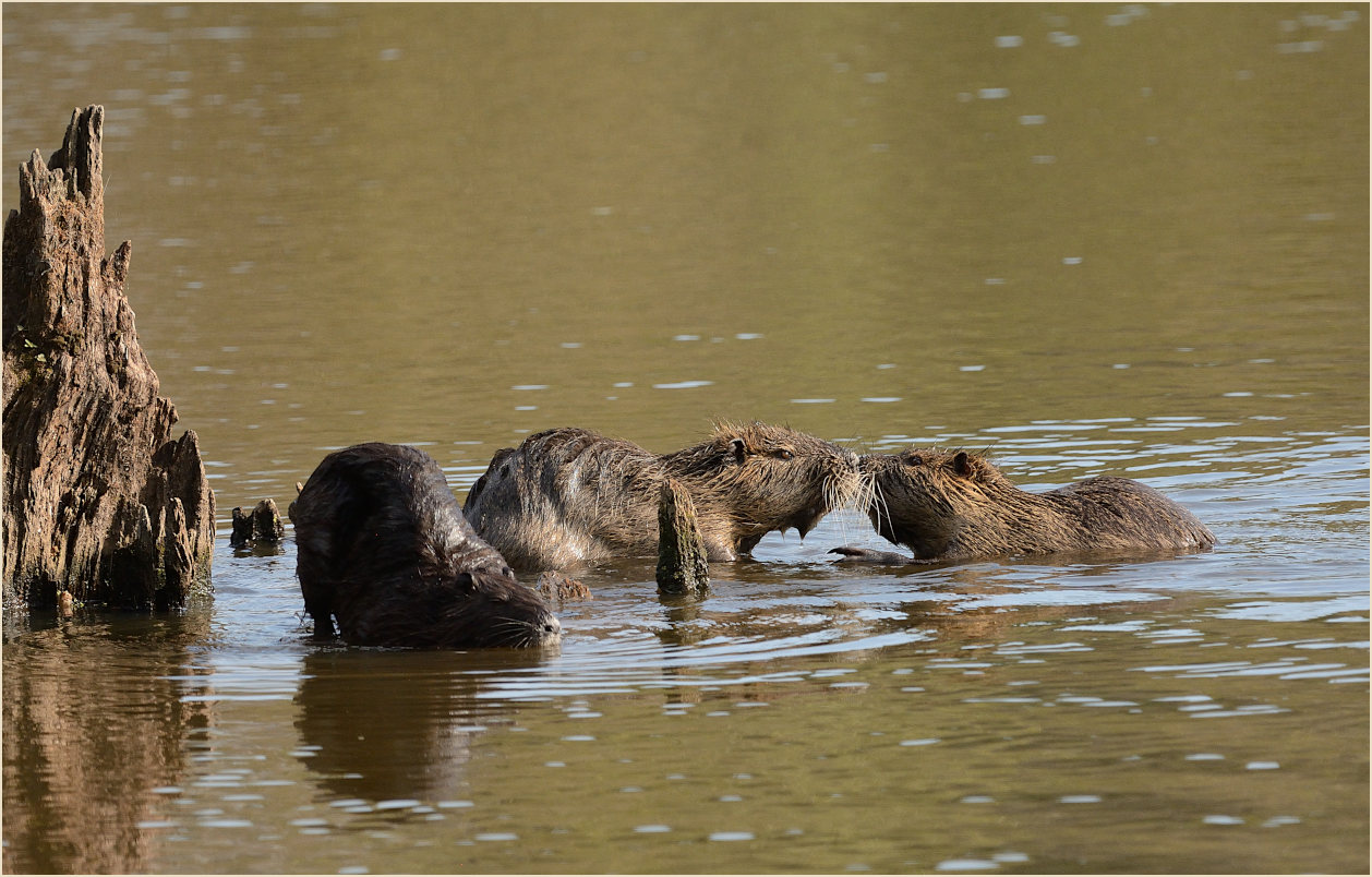 Nutria