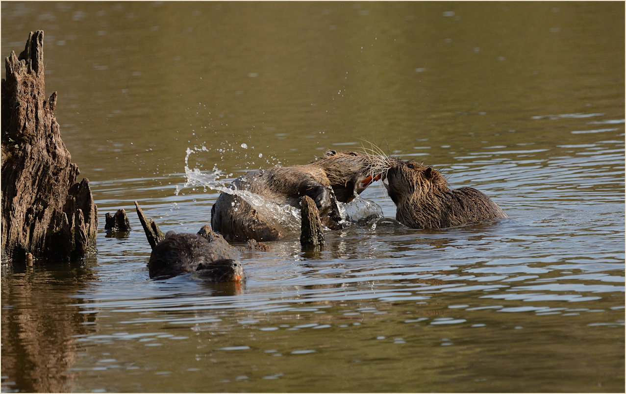 Nutria
