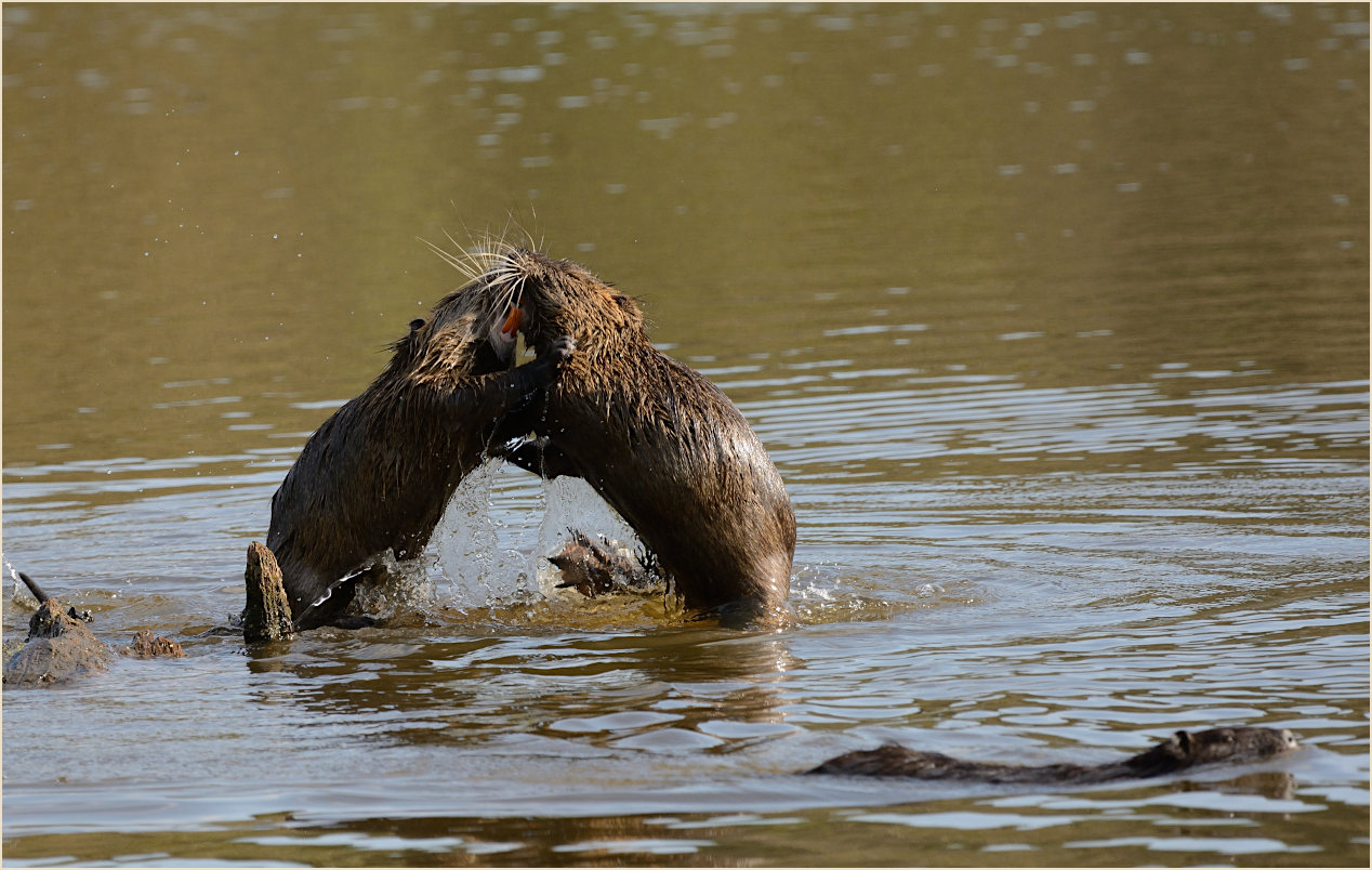 Nutria