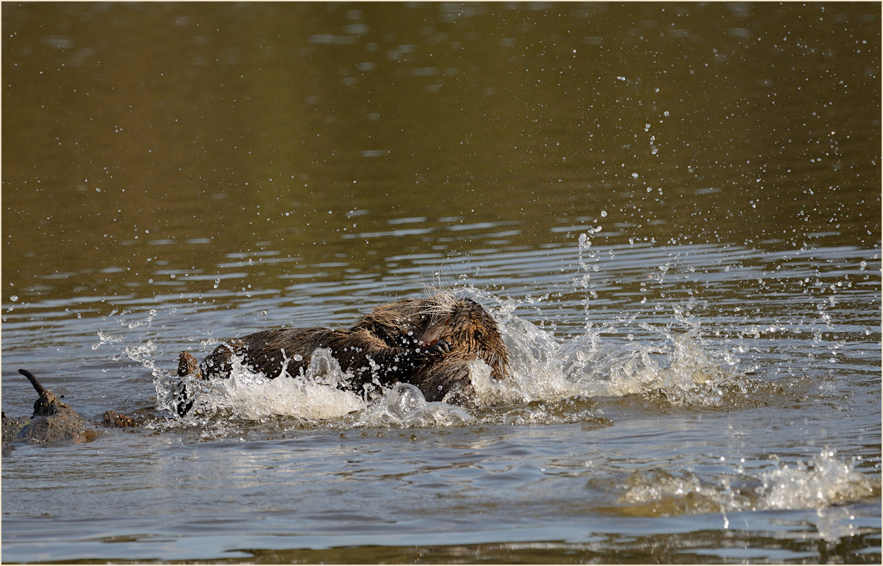 Nutria