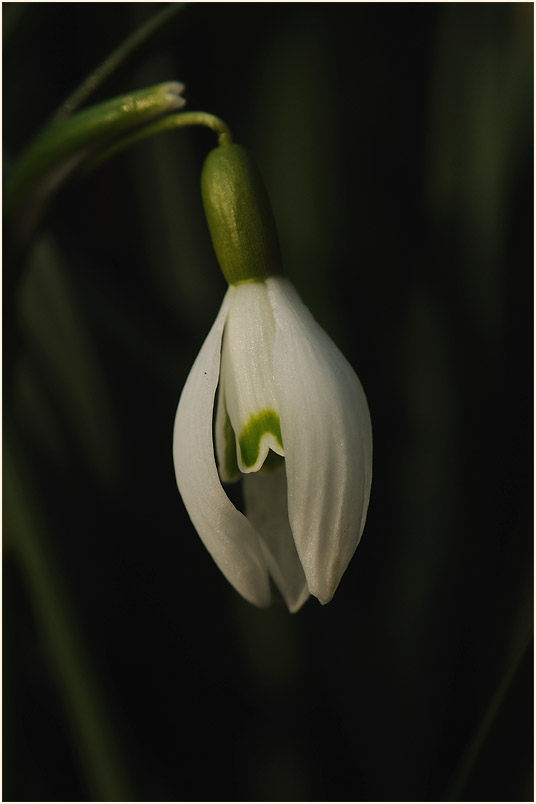 Schneeglöckchen (Galanthus nivalis)