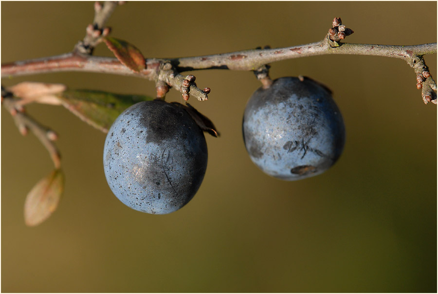 Schwarzdorn (Prunus spinosa)