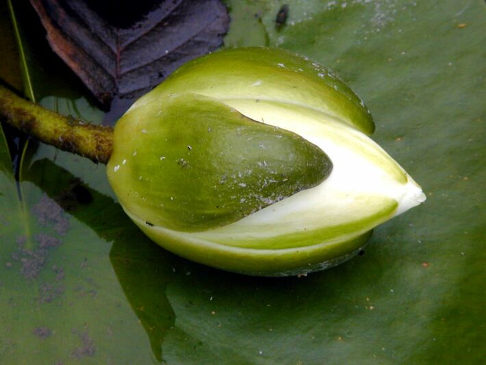 Seerose (Nymphaea)