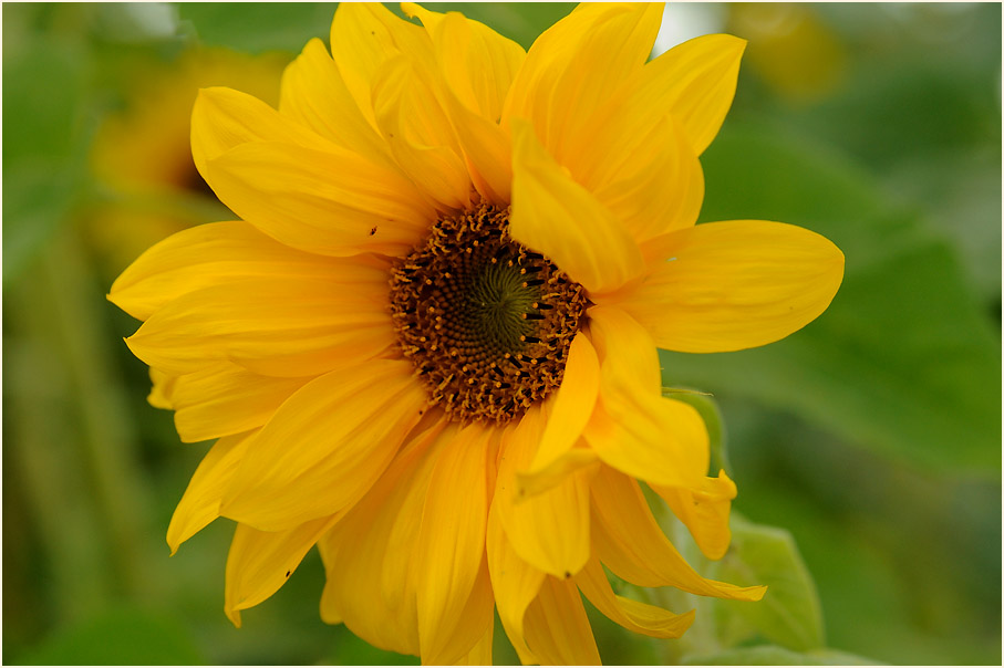 Sonnenblume (Helianthus)