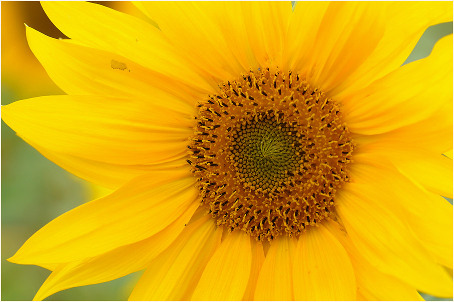 Sonnenblume (Helianthus)
