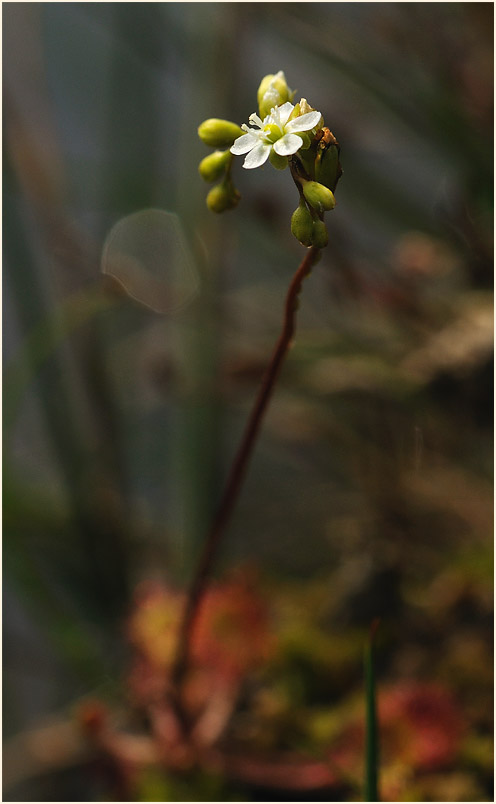 Sonnentau, Rundblättriger (Drosera rotundifolia)