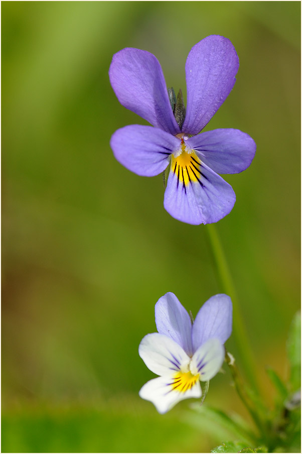 Wildes Stiefmütterchen (Viola tricolor)