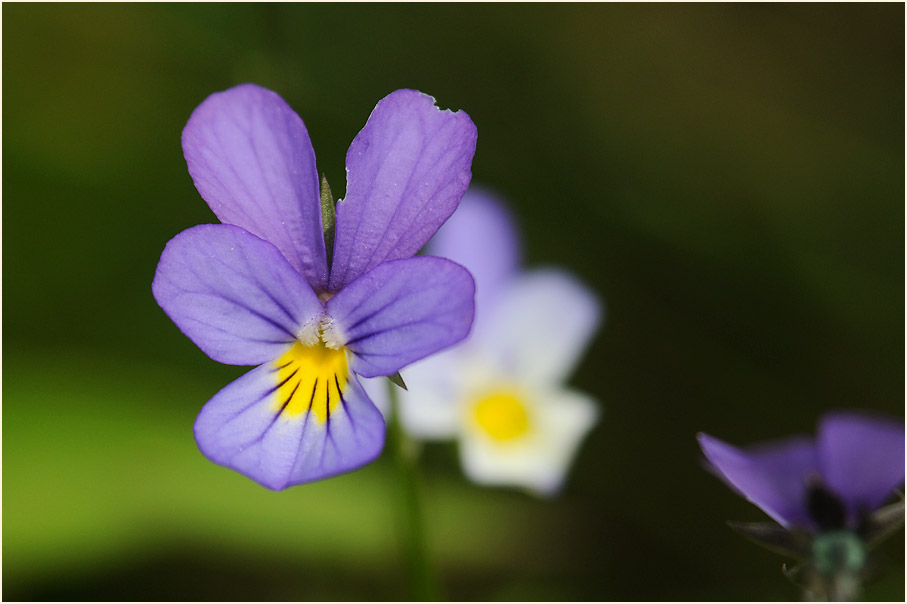 Wildes Stiefmütterchen (Viola tricolor)