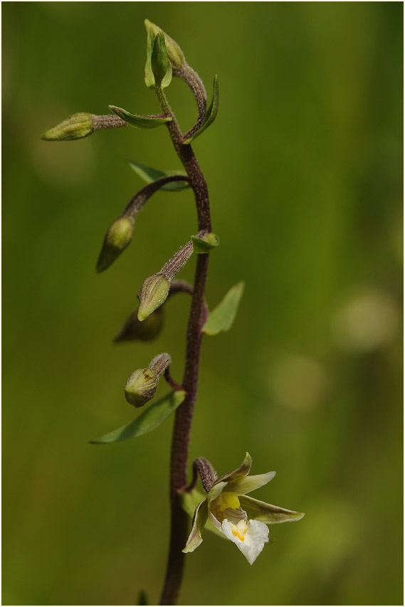 Sumpf-Stendelwurz (Epipactis palustris)
