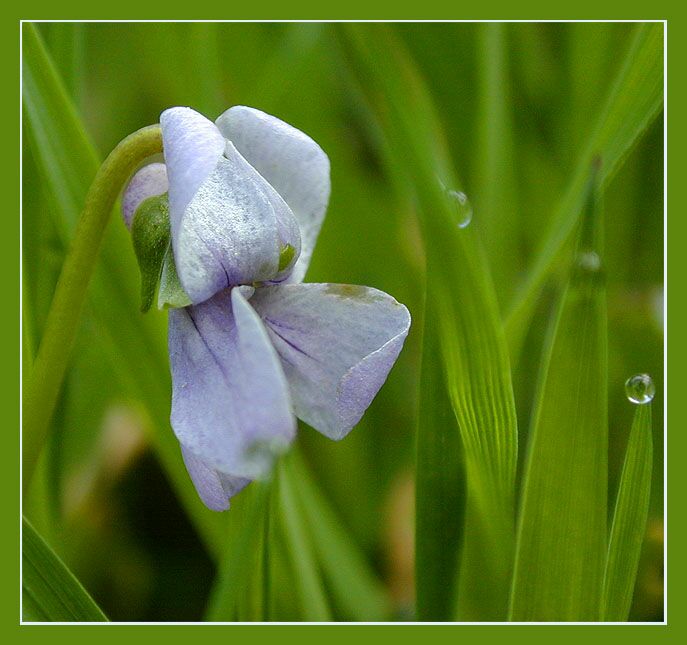 Sumpfveilchen (Viola palustris)