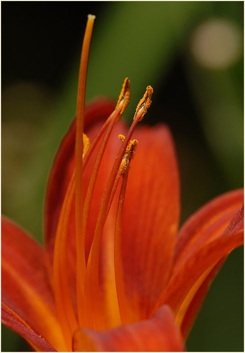 Taglilie (Hemerocallis)