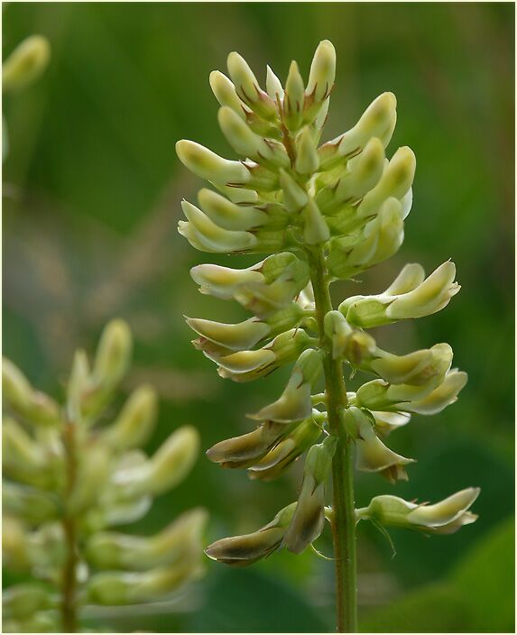 Bärenschote (Astragalus glycyphyllos)