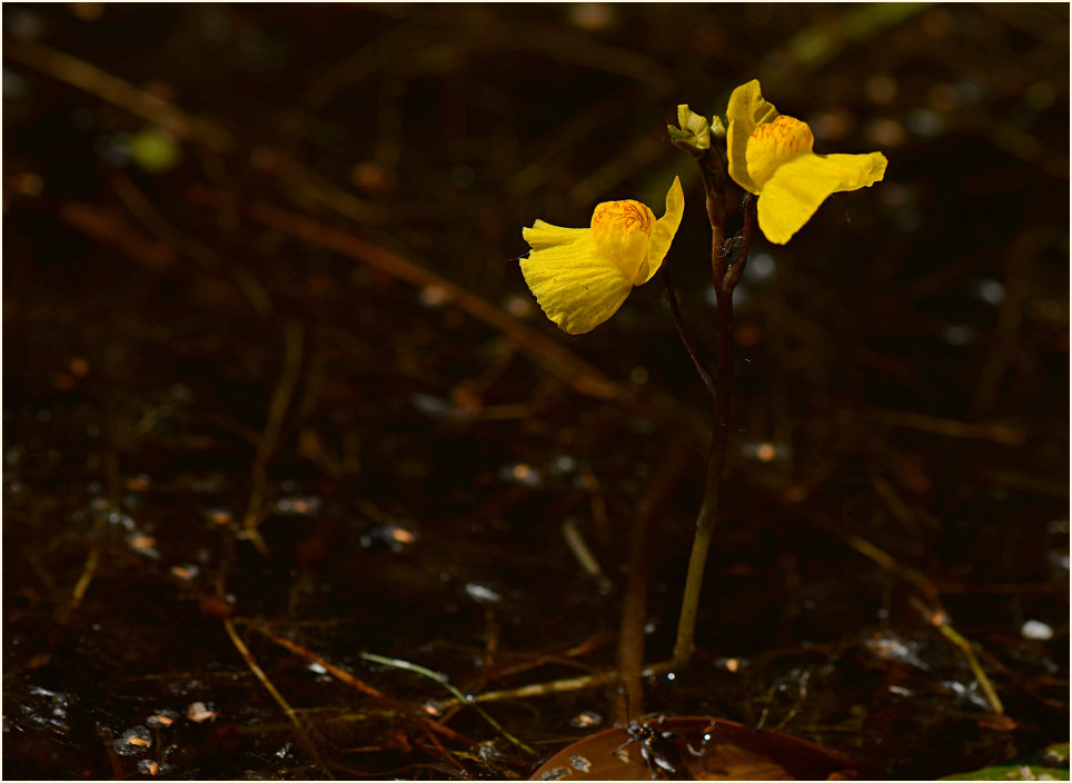 Wasserschlauch (Utricularia)