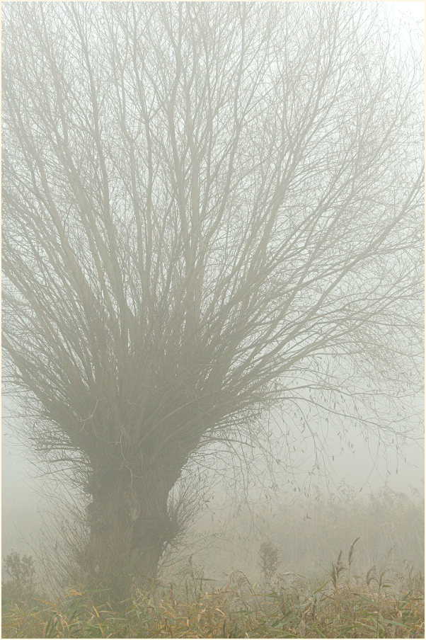 Weide im Nebel am Dümmer