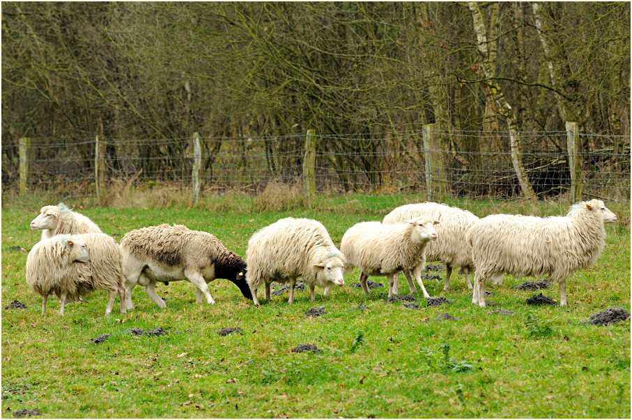 Schafe Neustädter Moor