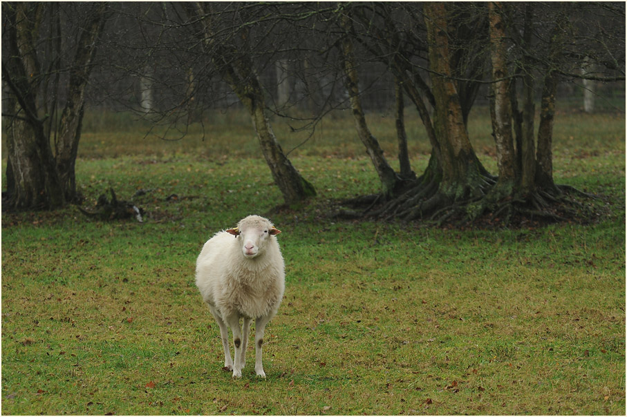 Schaf, Neustädter Moor